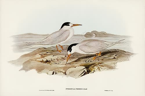 Australian Little Tern-Sternula Nereis Art Print