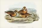 Australian Dottrel-Eudromias Australis Art Print by John Gould