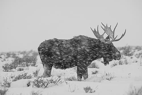 Snowy Elk Art Print