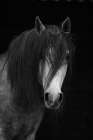 Andalusian Art Print