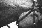 Bridle Art Print