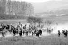 Bringing in the Horse Herd Art Print