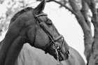 Chestnut horse Art Print