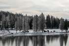 Bison along the Yellowstone River, Yellowstone National Park Art Print