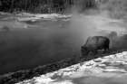Bison at Terrace Spring, Yellowstone National Park Art Print