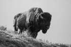 Bison, Yellowstone National Park Art Print