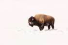 Bull Bison on a Winter Day, Yellowstone National Park Art Print