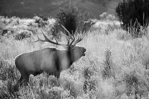 Bull Elk Bugling, Mammoth Hot Springs, Yellowstone National Park Art Print