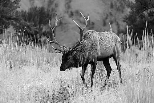 Bull Elk Grazing in Mammoth Hot Springs, Yellowstone National Park Art Print by The Yellowstone Collection