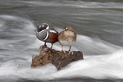 Harlequin Ducks, Yellowstone River, Yellowstone National Park Art Print