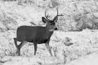 Mule Deer near Phantom Lake, Yellowstone National Park Art Print