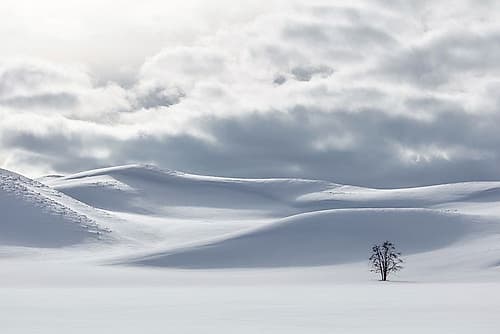Shades of white in Hayden Valley, Yellowstone National Park Landscape Print