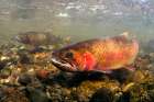 Spawning Cutthroat Trout, Lamar Valley, Yellowstone National Park Art Print