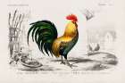 Cock Illustration Art Print