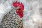 Posing Rooster Art Print