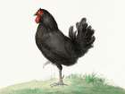 Standing Black Chicken Art Print