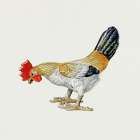 Toy Rooster Art Print