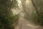 Cumberland Island-Georgia Art Print