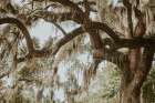 Savannah Georgia Art Print