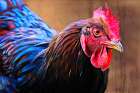Australorp Chicken Art Print
