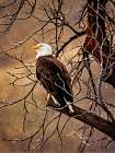 Bald Eagle Art Print