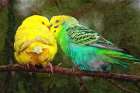 Budgie Snuggles Art Print