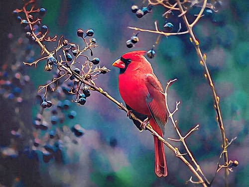 Cardinal and Berries Nature Print