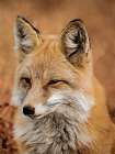 Fox Art Print