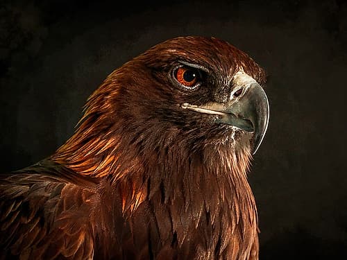 Golden Eagle Art Print