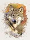 Gray Wolf Art Print