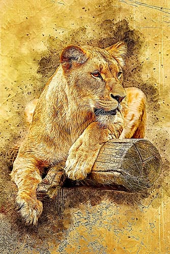 Lioness Art Print by Alpenglow Workshop