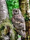 Long Eared Owl Art Print