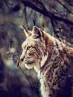 Lynx Art Print