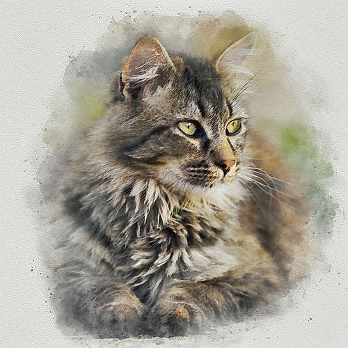 Maine Coon Cat Art Print by Alpenglow Workshop