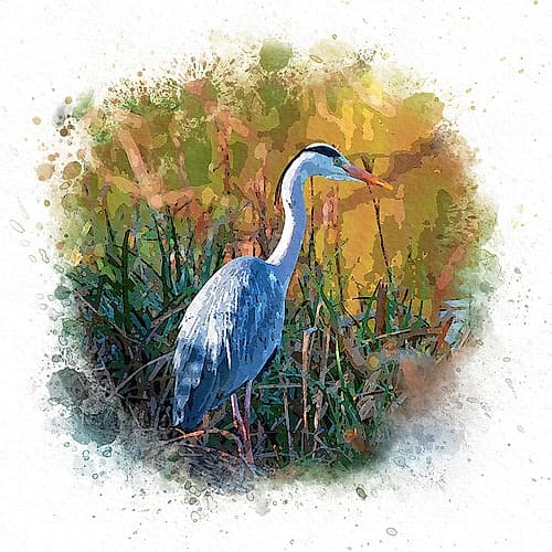Patiently Waiting Art Print