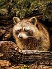 Raccoon Art Print