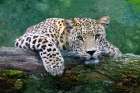 Snow Leopard Art Print