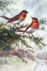 Winter Robins Art Print
