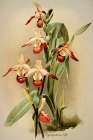 Cypridedium Orchid Art Print