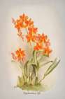 Epidendrum Orchid Art Print