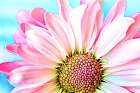 Pink Dahlia Art Print