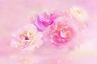 Pink Roses in the Clouds Art Print