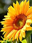 Sunflower Art Print