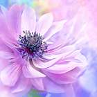 Wispy Purple Anemone Art Print