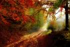 Autumn Forest Edge Art Print