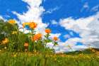 California Poppies under Blue Skies Art Print
