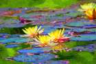 Yellow Water Lillies Art Print