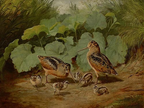 Woodcock and Young Art Print
