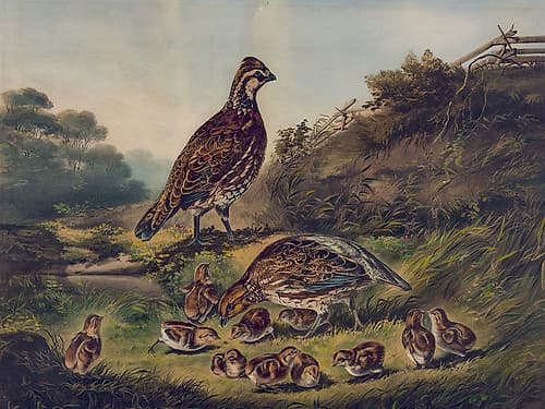 Cares of a Family Art Print