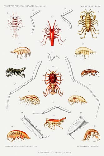 Amphipods of the North Atlantic Nature Print